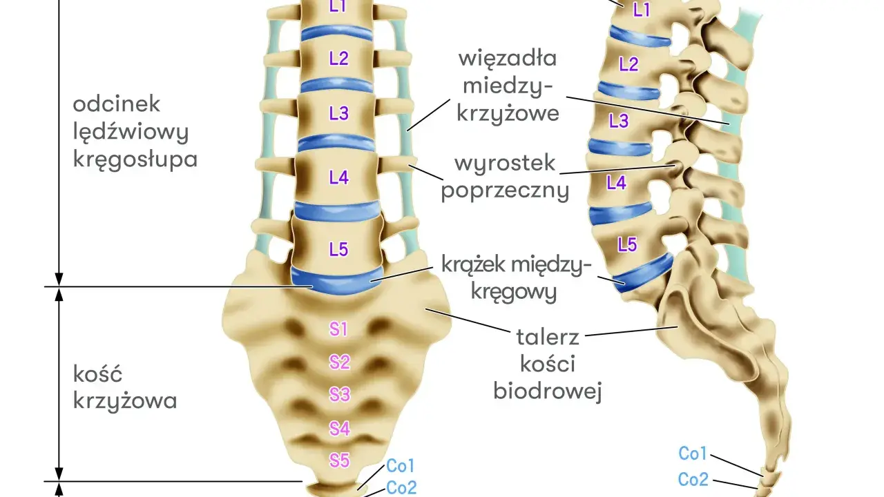 Ilustracja przedstawia kręgosłup lędźwiowy z zaznaczonym krążkiem międzykręgowym L5/S1. Widoczne są kręgi L1-L5, kość krzyżowa i ogonowa.