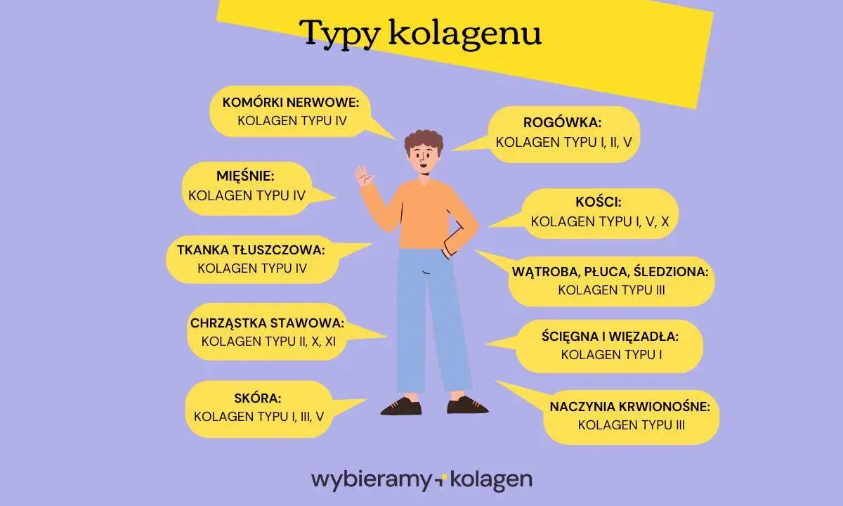 Ilustracja przedstawia różne typy kolagenu i ich lokalizację w organizmie. Kolagen typu I występuje w skórze, kościach, ścięgnach.