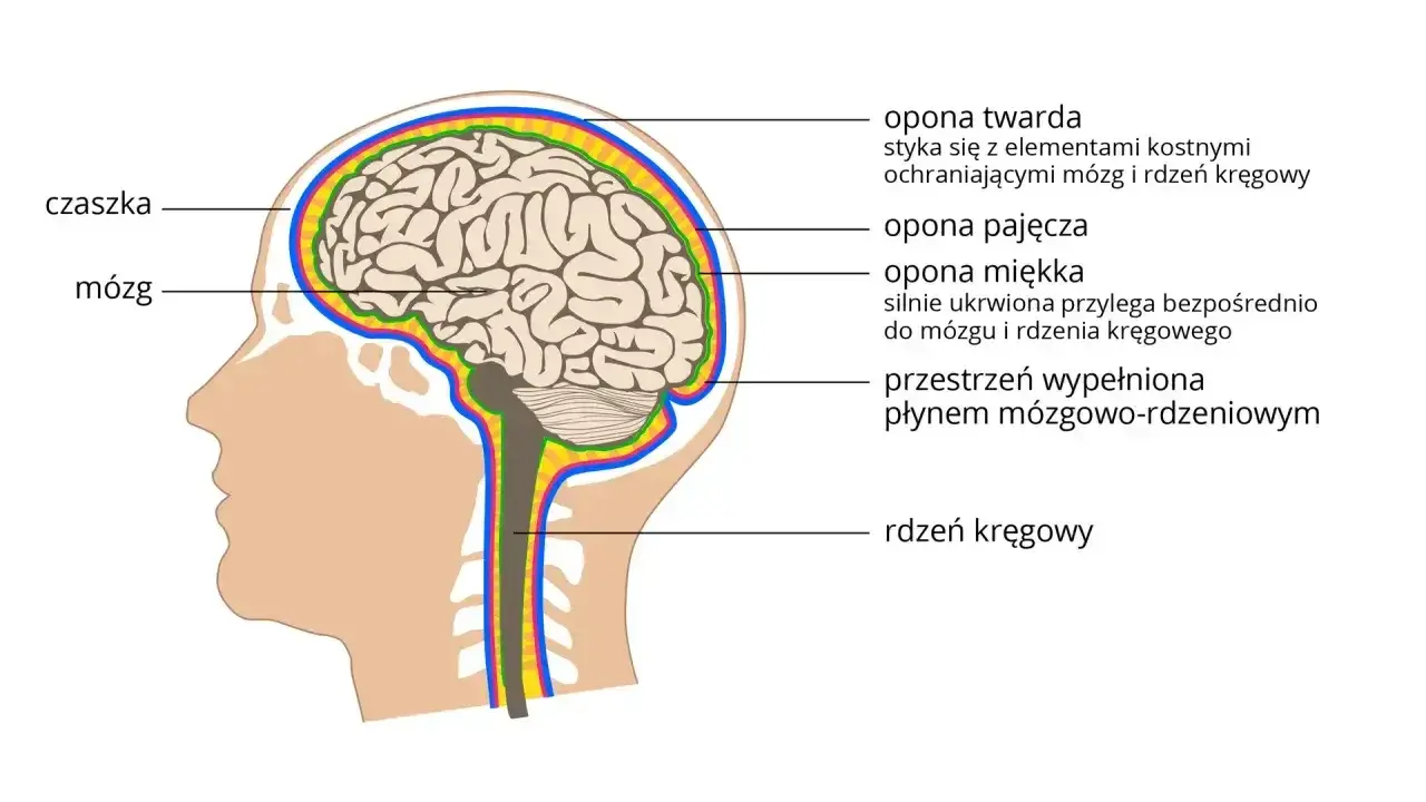 Przekrój głowy ukazujący mózg i rdzeń kręgowy, chronione przez czaszkę i opony. To kluczowe elementy ośrodkowego układu nerwowego.