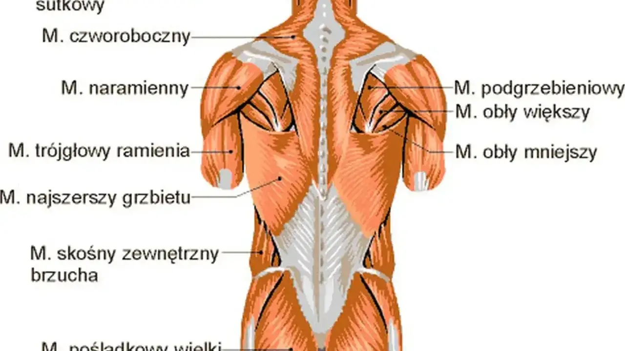 Anatomia mięśni pleców i ramion. Widoczne mięśnie czworoboczne, naramienne, najszersze grzbietu, obłe i inne.