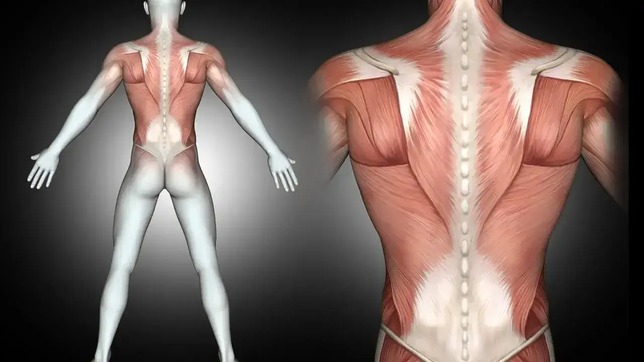 Anatomia pleców z widocznym mięśniem czworobocznym, ukazującym jego strukturę i połączenia z kręgosłupem.