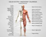 Anatomia człowieka: szkielet i mięśnie. Widoczne mięśnie szkieletowe ramienia, brzucha i nogi, obok kości.