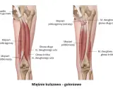 Anatomia mięśni kończyny dolnej: mięsień półścięgnisty i półbłoniasty, głowy mięśnia dwugłowego uda.