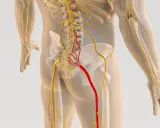 Anatomia układu nerwowego, z czerwonym wyróżnieniem nerwu biegnącego od kręgosłupa do nogi, sugerującym zapalenie powięzi kręgosłupa.
