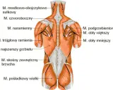 Anatomia mięśni pleców i ramion. Widoczne mięśnie czworoboczne, naramienne, najszersze grzbietu, obłe i inne.