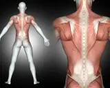 Anatomia pleców z widocznym mięśniem czworobocznym, ukazującym jego strukturę i połączenia z kręgosłupem.