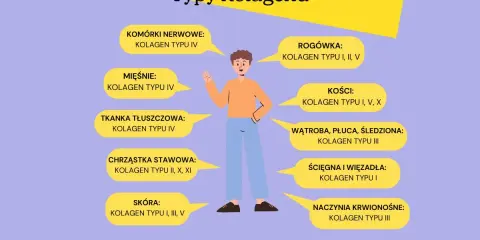 Ilustracja przedstawia różne typy kolagenu i ich lokalizację w organizmie. Kolagen typu I występuje w skórze, kościach, ścięgnach.