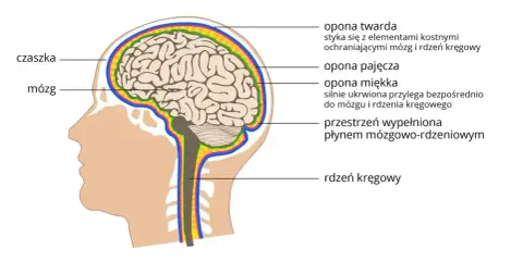 Przekrój głowy ukazujący mózg i rdzeń kręgowy, chronione przez czaszkę i opony. To kluczowe elementy ośrodkowego układu nerwowego.