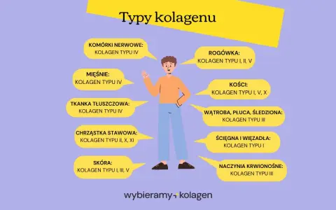 Ilustracja przedstawia różne typy kolagenu i ich lokalizację w organizmie. Kolagen typu I występuje w skórze, kościach, ścięgnach.