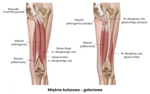 Anatomia mięśni kończyny dolnej: mięsień półścięgnisty i półbłoniasty, głowy mięśnia dwugłowego uda.