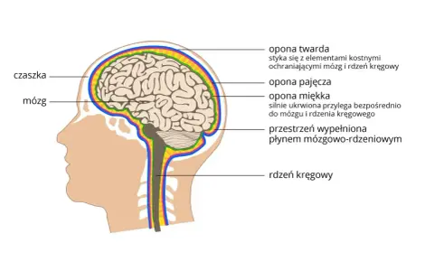 Przekrój głowy ukazujący mózg i rdzeń kręgowy, chronione przez czaszkę i opony. To kluczowe elementy ośrodkowego układu nerwowego.