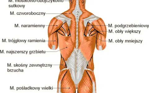 Anatomia mięśni pleców i ramion. Widoczne mięśnie czworoboczne, naramienne, najszersze grzbietu, obłe i inne.