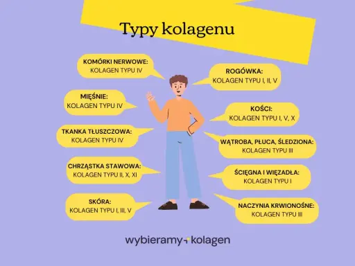 Ilustracja przedstawia różne typy kolagenu i ich lokalizację w organizmie. Kolagen typu I występuje w skórze, kościach, ścięgnach.