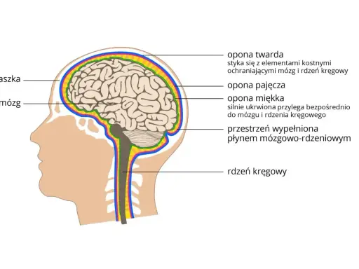 Przekrój głowy ukazujący mózg i rdzeń kręgowy, chronione przez czaszkę i opony. To kluczowe elementy ośrodkowego układu nerwowego.