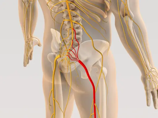 Anatomia układu nerwowego, z czerwonym wyróżnieniem nerwu biegnącego od kręgosłupa do nogi, sugerującym zapalenie powięzi kręgosłupa.