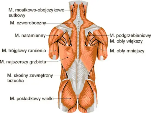 Anatomia mięśni pleców i ramion. Widoczne mięśnie czworoboczne, naramienne, najszersze grzbietu, obłe i inne.
