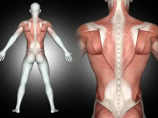Anatomia pleców z widocznym mięśniem czworobocznym, ukazującym jego strukturę i połączenia z kręgosłupem.