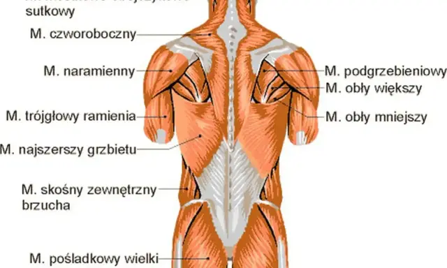 Anatomia mięśni pleców i ramion. Widoczne mięśnie czworoboczne, naramienne, najszersze grzbietu, obłe i inne.