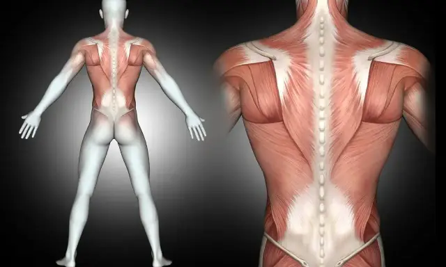 Anatomia pleców z widocznym mięśniem czworobocznym, ukazującym jego strukturę i połączenia z kręgosłupem.