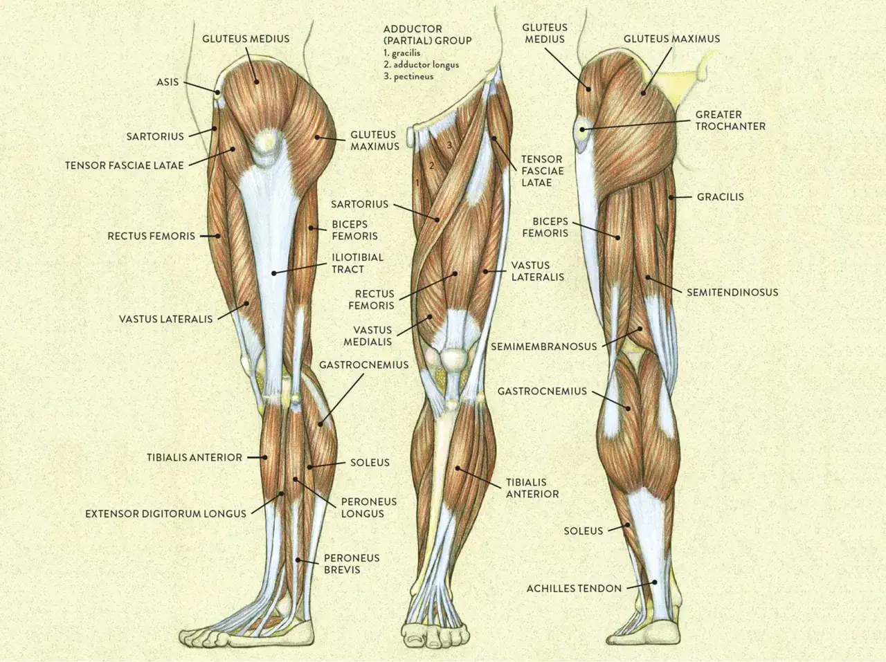 Anatomical illustration showing the muscles of the lower limb, including gluteus medius, sartorius, rectus femoris, vastus lateralis, gastrocnemius, soleus, and tibialis anterior.