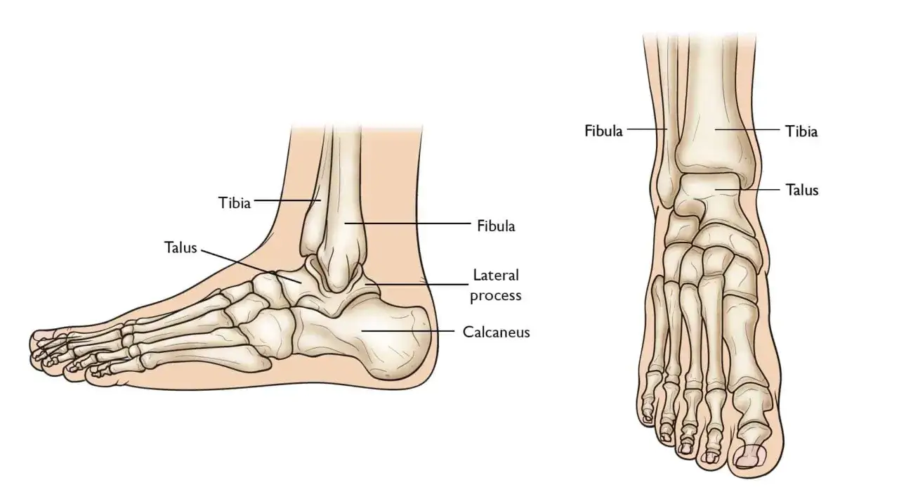 Anatomia stopy: widok boczny i przedni z zaznaczonymi kośćmi, w tym kość strzałkowa, piszczelowa, skokowa i piętowa.