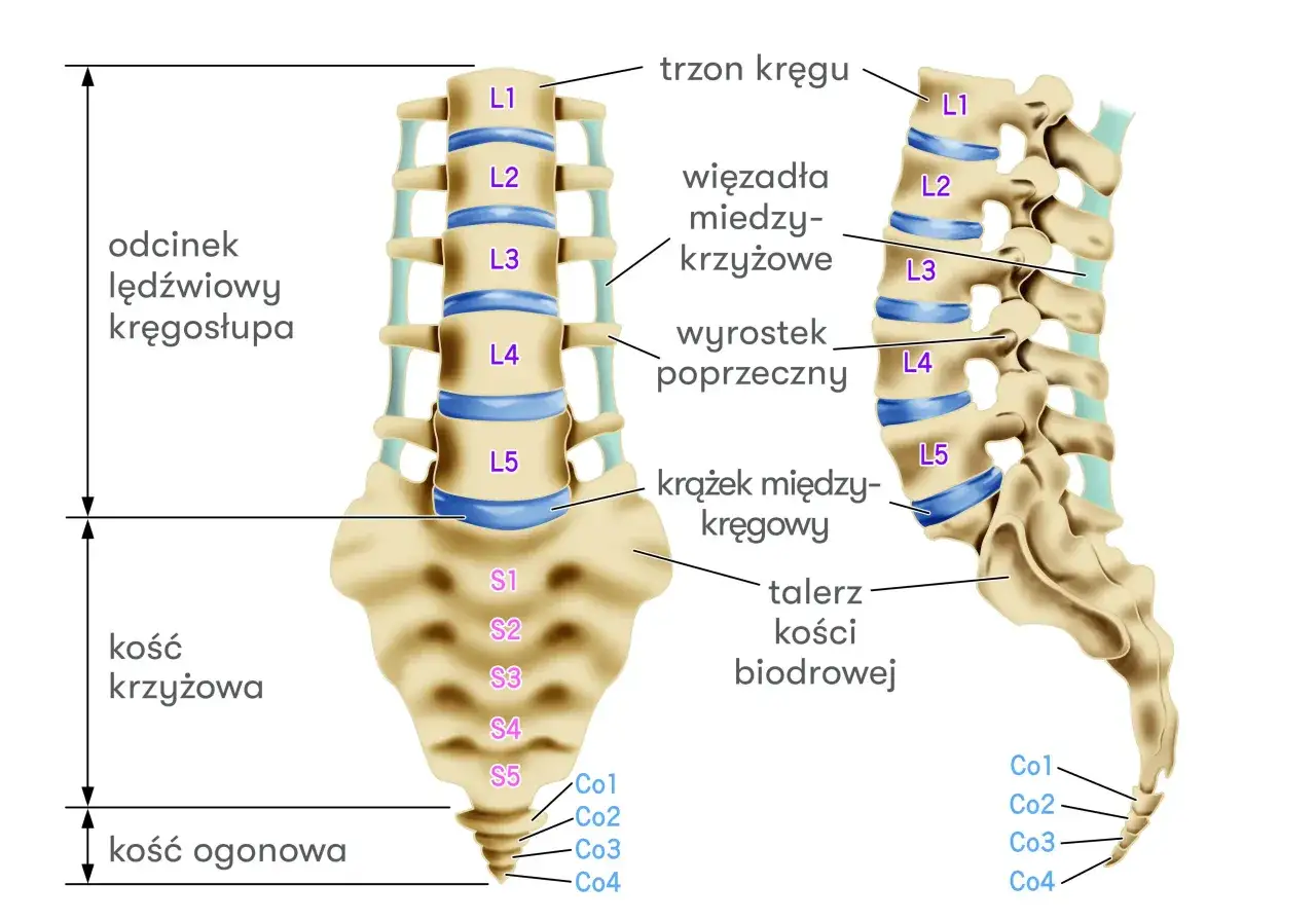 Anatomia kręgosłupa: widok z przodu i z boku, z zaznaczonym odcinkiem lędźwiowym, kością krzyżową i ogonową. Widać krążki międzykręgowe, w tym potencjalną ekstruzję krążka międzykręgowego L5/S1.