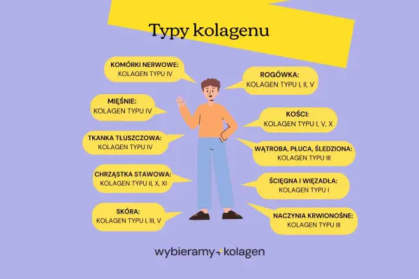 Ilustracja przedstawia różne typy kolagenu i ich lokalizację w organizmie. Kolagen typu I występuje w skórze, kościach, ścięgnach.